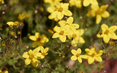 Bidens jaune or (Bidens ferulifolia)