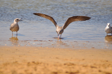 Gaviotas en los corrales de pesca de Chipiona, Cádiz