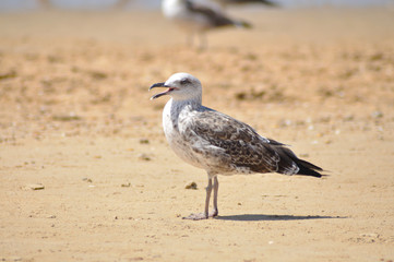 Gaviotas en los corrales de pesca de Chipiona, Cádiz