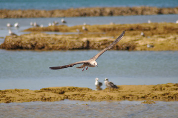 Gaviotas en los corrales de pesca de Chipiona, Cádiz