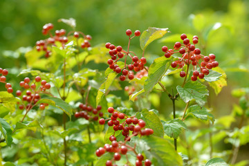 Red ripe berries of viburnum. A branch of red viburnum in the garden or in the forest. Autumn berry, colorful natural background. Wallpaper or image for design with viburnum. Guelder rose.