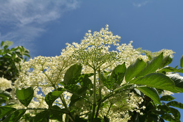 In nature, the elderberry blossoms