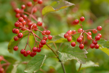 Red ripe berries of viburnum. A branch of red viburnum in the garden or in the forest. Autumn berry, colorful natural background. Wallpaper or image for design with viburnum. Guelder rose.