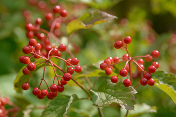 Red ripe berries of viburnum. A branch of red viburnum in the garden or in the forest. Autumn berry, colorful natural background. Wallpaper or image for design with viburnum. Guelder rose.