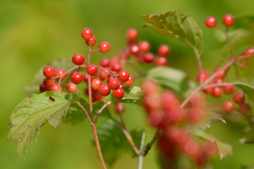Red ripe berries of viburnum. A branch of red viburnum in the garden or in the forest. Autumn berry, colorful natural background. Wallpaper or image for design with viburnum. Guelder rose.