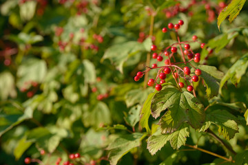 Red ripe berries of viburnum. A branch of red viburnum in the garden or in the forest. Autumn berry, colorful natural background. Wallpaper or image for design with viburnum. Guelder rose.