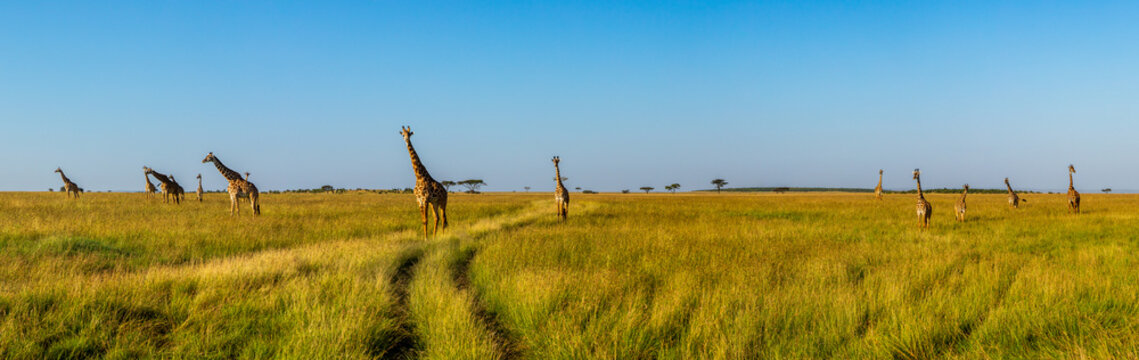 Fototapeta A panoramic view on a big group of giraffes in the Masai Mara