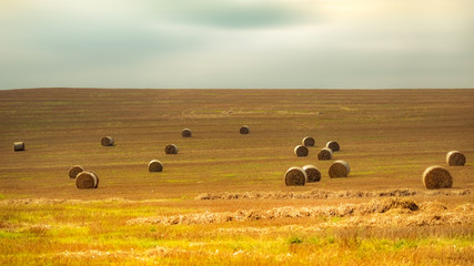 summer © Bogdan