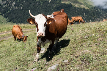 Vaches dans les champs des montagne d'été