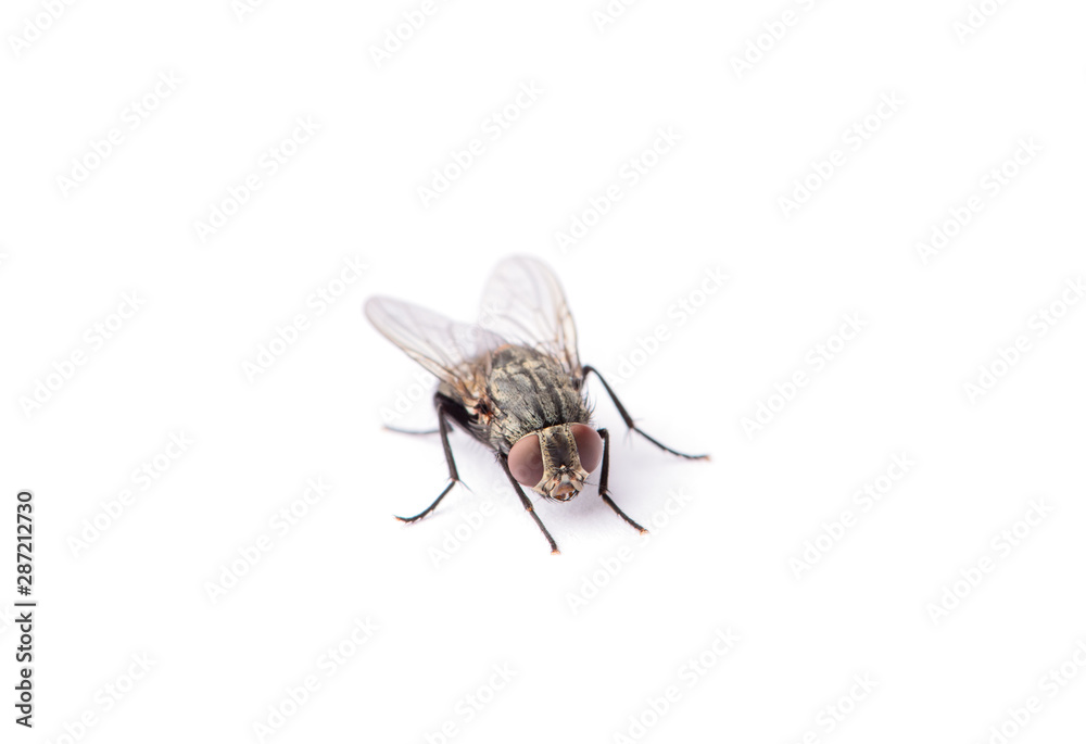 Wall mural fly isolated on a white