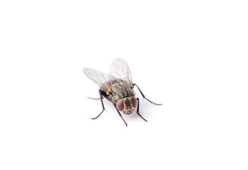 fly isolated on a white