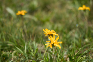Fleurs et nature des montagnes des alpes en &eacute;t&eacute;