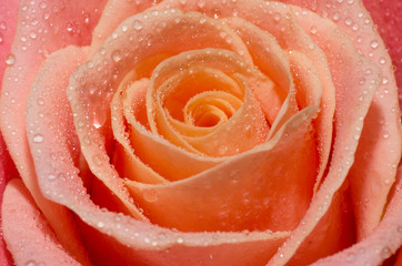 Macro shot of blooming pink roses with water drops on their petals