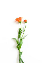 Calendula flower on white background
