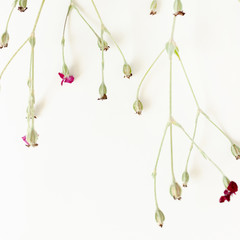 Wildflowers on white background