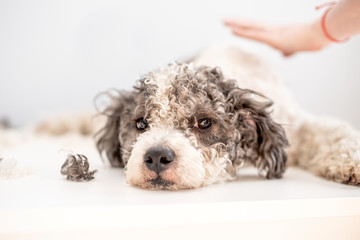 Fototapeta premium tired bichon frise dog getting his hair cut at the groomer