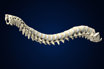 Spine with intervertebral disks, medically 3D illustration