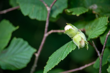 Unripe Cob nuts in a Hazelnut tree