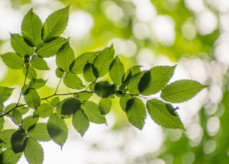 Green leaves over abstract background