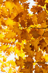 Bright autumn leaves in the natural environment.