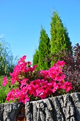 Flower bed design.Pink Petunia grows in an old stump.