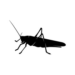 Grasshopper Logo Design Vector Illustration. Grasshopper Design Template