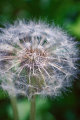 Fototapeta premium Pusteblume