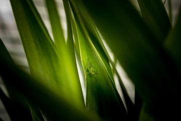 Grasshopper in the field between grass and leafs
