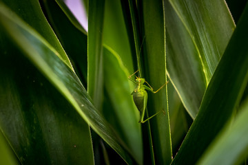 Grasshopper in the field between grass and leafs
