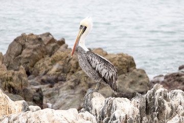 Zoom shot of a pelican on the rocks