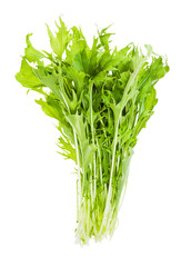 bunch of fresh mizuna (Japanese mustard greens)