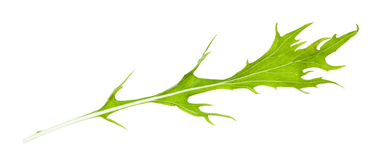 fresh leaf of mizuna (Japanese mustard) herb