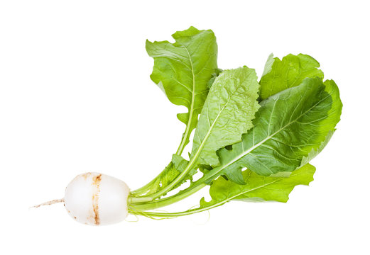 Kokabu japanese white salad turnip with greens