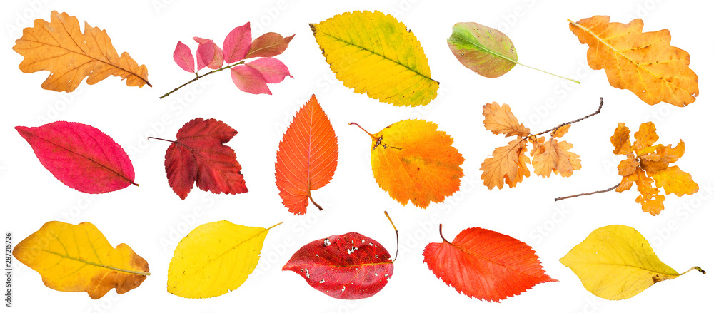 Canvas Prints many various autumn leaves and twigs isolated