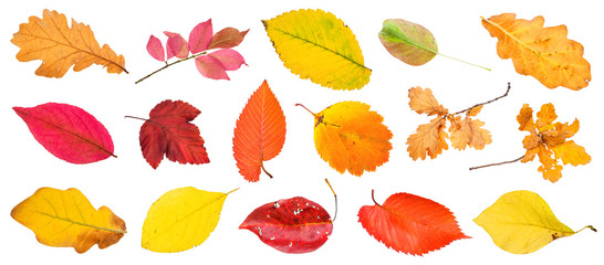 many various autumn leaves and twigs isolated