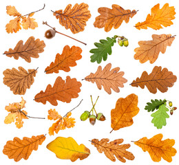 many various oak leaves isolated on white