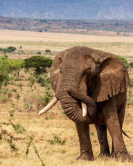 Elephants in Kidepo Valley National Park, Uganda, Africa