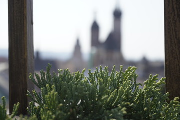 blurred view of the old town through Tuya. the green branch of the plant in the foreground.