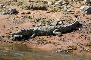 Crocodile in Chobe