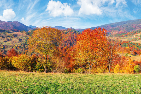 trees in fall foliage in mountainous countryside. beautiful autumn landscape in afternoon light. grassy meadow and sky with clouds.