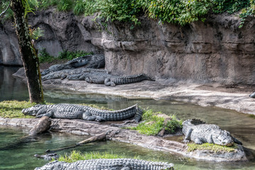 Florida exotic wildlife along the Coast, the Swamps and even at Animal Kingdom 