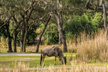 Fototapeta premium Florida exotic wildlife along the Coast, the Swamps and even at Animal Kingdom 