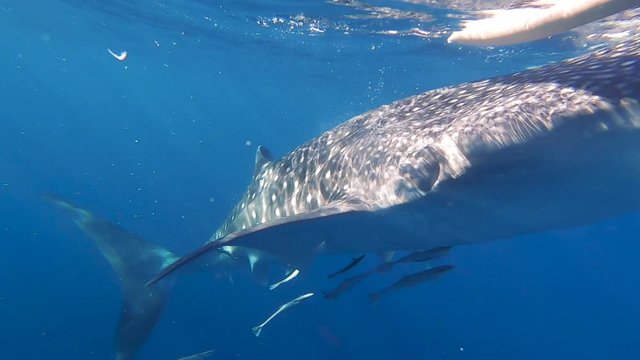 close up whale shark feeding on clear blue ocean, Oslob, Philippines  gopro, sunny day, white boat