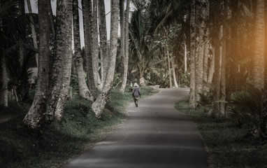Coconut Garden Entrance, Coconut in plantation with gardener..