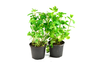 Fototapeta premium Fresh mint on a green background. Space for text or design.