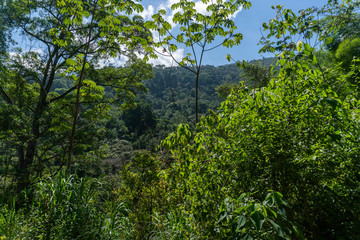 Fototapeta na wymiar La vegetación en Minca, Santa Marta