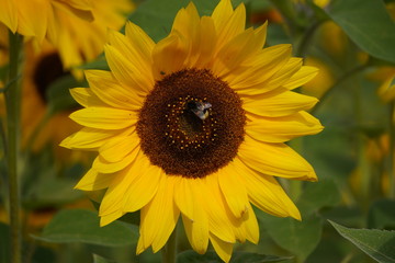 decorative sunflower flowers in sunlight, a flower with a dark middle and yellow petals. bright harbinger of autumn on a blurred background with copy space