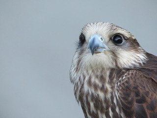 Beautiful picture of birds of prey of great size and penetrating stare