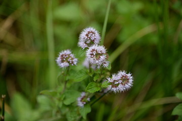rosa-lila blühende Kräuterpflanze auf einer Wiese in der Heidelandschaft von Bornholm, Dänemark mit starkem Bookeh