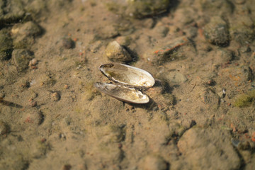 old dead shells lie on the seashore with no one